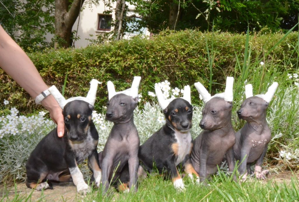 Chiot Chien nu du Perou Des Tchouk Tchouk Nougats